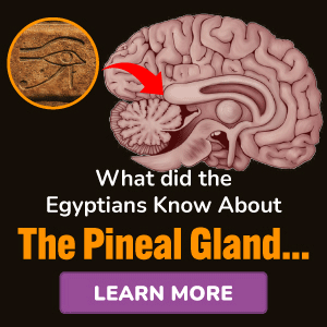 Pineal xt Producto